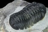 Nice, Austerops Trilobite - Visible Eye Facets #165900-4